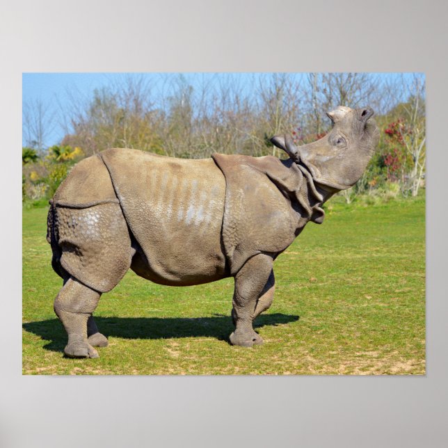 Indian rhinoceros lifting the head poster (Front)