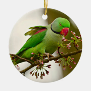 Indian ring-neck Parrot Ceramic Ornament