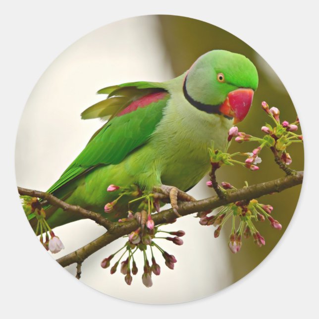Indian ring-neck Parrot Classic Round Sticker (Front)