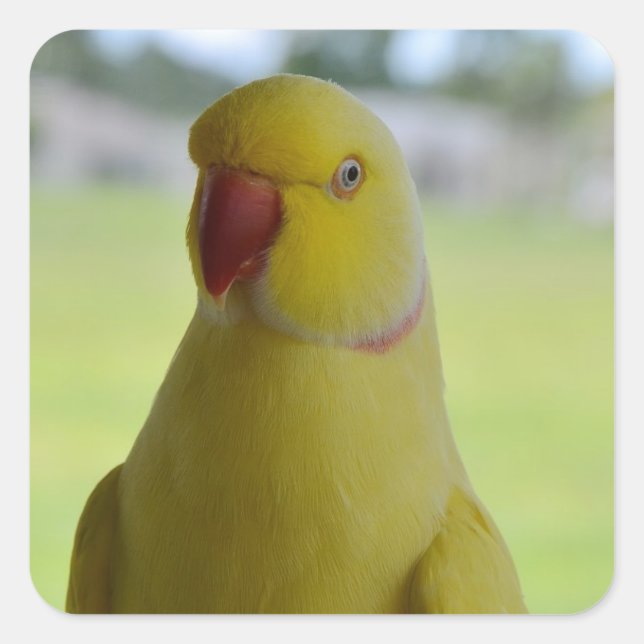 Indian Ringneck in the Shade Square Sticker (Front)