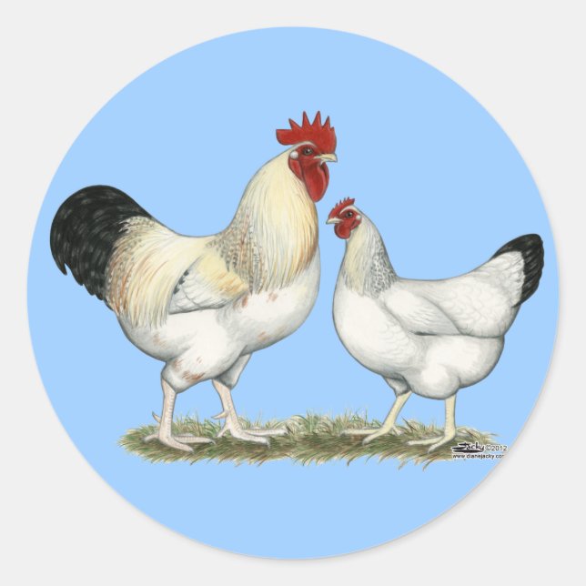 Indian River Chickens Classic Round Sticker (Front)
