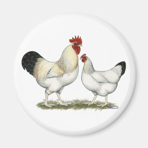 Indian River Chickens Magnet