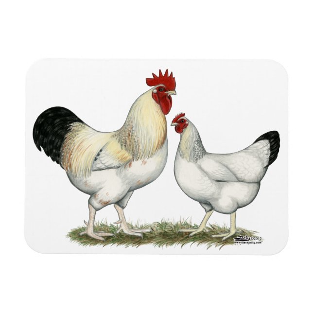 Indian River Chickens Magnet (Horizontal)