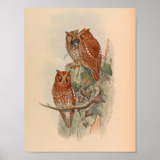 Indian Scops Owl Brown Vintage Bird Art Print (Front)