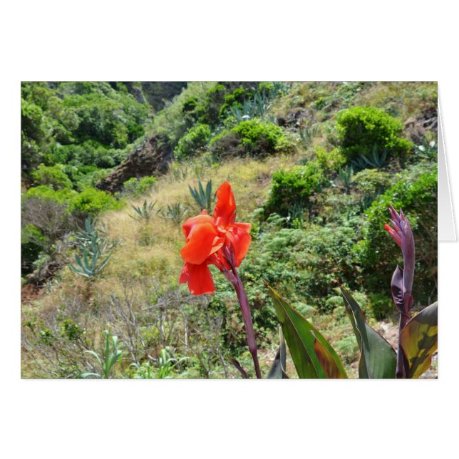 Indian Shot (Canna indica purpurea) (Front Horizontal)