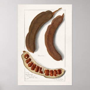 Indian Tamarind (Tamarindus Indica) Painting Poster
