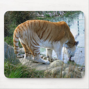 Indian Tiger Mouse Pad