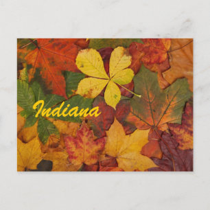 Indiana Autumn Leaves Postcard