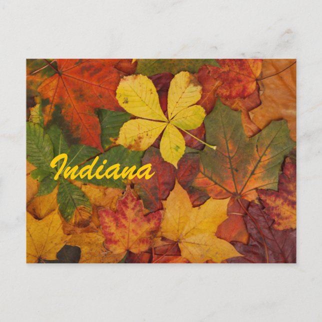 Indiana Autumn Leaves Postcard (Front)