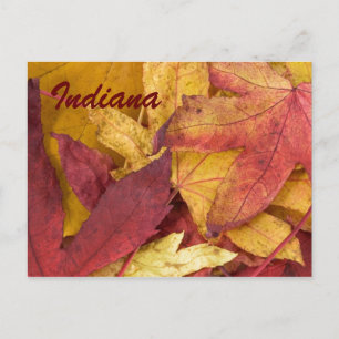 Indiana Autumn Leaves Postcard