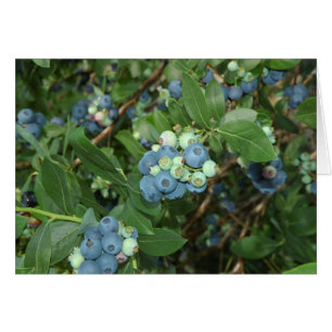 Indiana Blueberries
