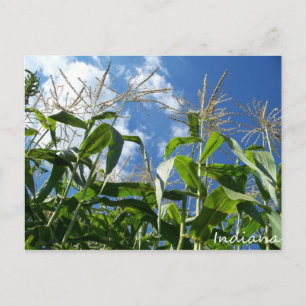 Indiana Corn Postcard
