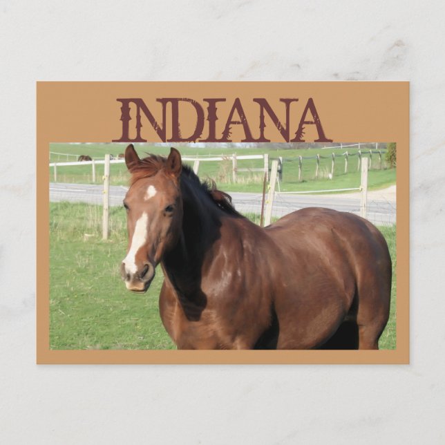 INDIANA Horse Postcard (Front)