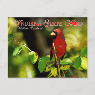 Cute Gifts with Indiana State Bird: Northern Cardinal