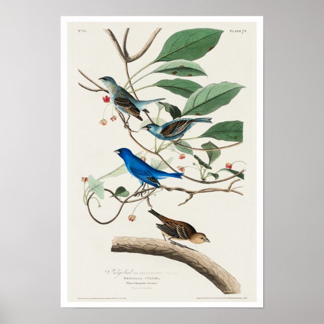 Indigo Bird by Audubon Poster (Front)