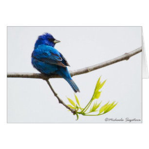 Indigo Bunting
