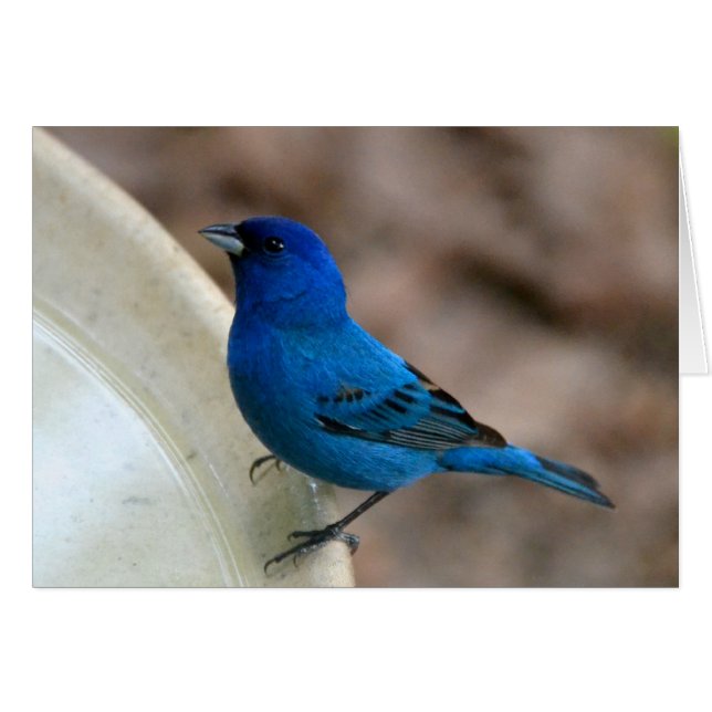 Indigo Bunting (Front Horizontal)