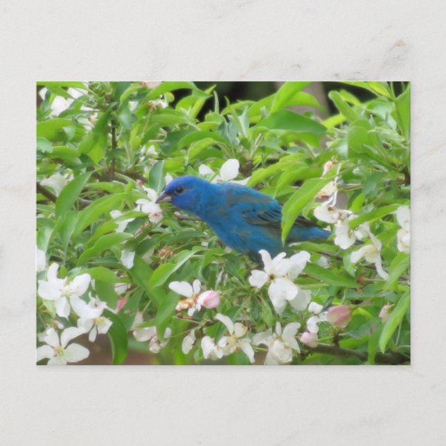 Indigo Bunting and Blossoms - Bird Postcard (Front)