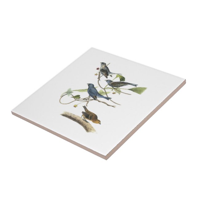 Indigo Bunting by Audubon Ceramic Tile (Side)