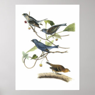 Indigo Bunting by Audubon Poster