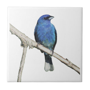 Indigo Bunting Ceramic Tile