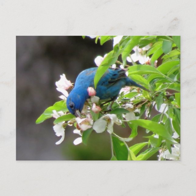Indigo Bunting Feeding - Bird Postcard (Front)