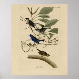 Indigo Bunting from Audubon's Birds of America Poster
