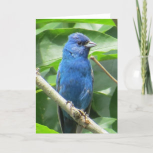 Indigo Bunting Greeting Card