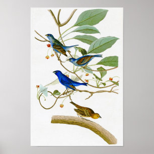 Indigo Bunting John James Audubon Birds of America Poster