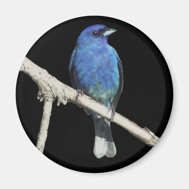 Indigo Bunting Magnet (Front)