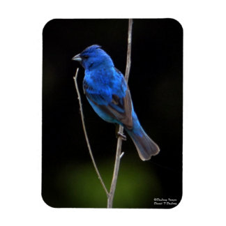 Indigo Bunting Magnet