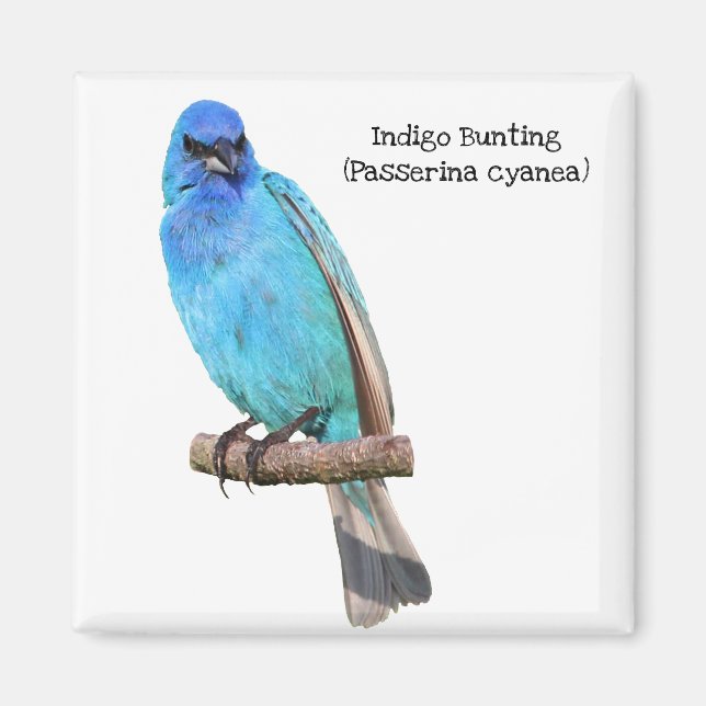 Indigo Bunting Magnet (Front)