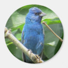 Indigo Bunting Magnet