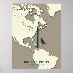 Indigo Bunting Migration Map – Minimalist Vintage  Poster