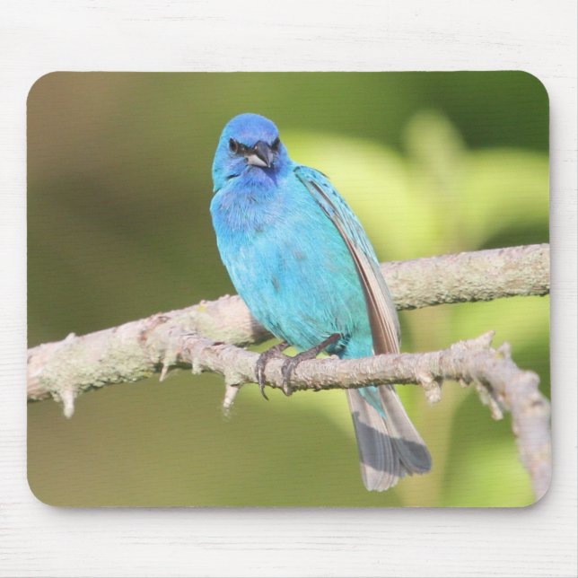 Indigo Bunting Mouse Pad (Front)