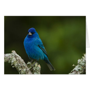 Indigo Bunting, Passerina cyanea, Coastal