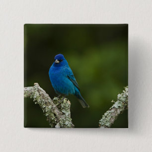Indigo Bunting, Passerina cyanea, Coastal 15 Cm Square Badge