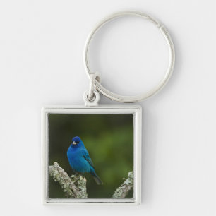 Indigo Bunting, Passerina cyanea, Coastal Key Ring