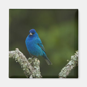 Indigo Bunting, Passerina cyanea, Coastal Magnet