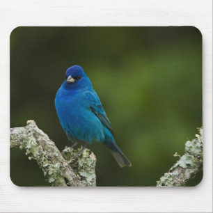 Indigo Bunting, Passerina cyanea, Coastal Mouse Pad