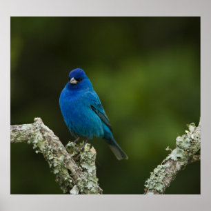 Indigo Bunting, Passerina cyanea, Coastal Poster