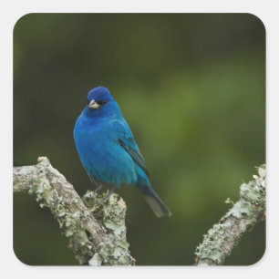 Indigo Bunting, Passerina cyanea, Coastal Square Sticker