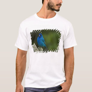 Indigo Bunting, Passerina cyanea, Coastal T-Shirt