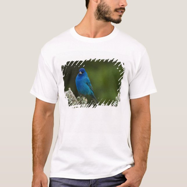 Indigo Bunting, Passerina cyanea, Coastal T-Shirt (Front)