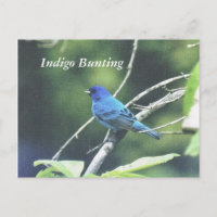 Indigo Bunting