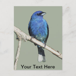 Indigo Bunting Postcard