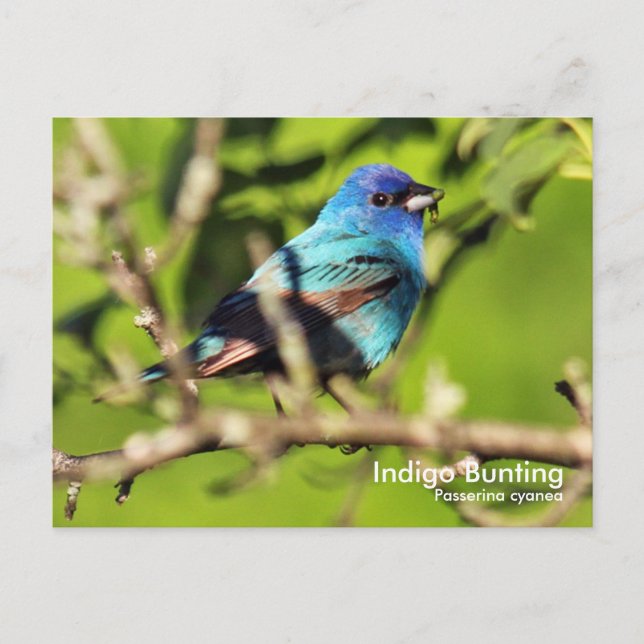 Indigo Bunting Postcard (Front)