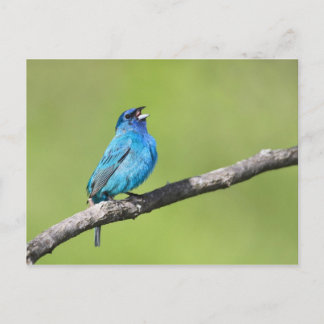 Indigo Bunting Postcard