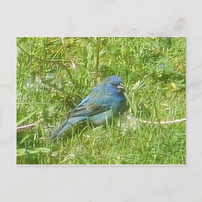 Indigo Bunting Postcard (Front)