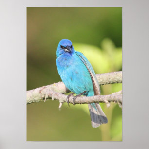 Indigo Bunting Poster